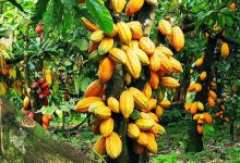 Des contrevérités secouent le secteur du cacao en Côte d’Ivoire