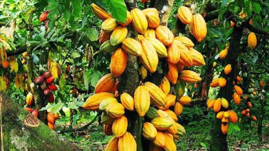 Des contrevérités secouent le secteur du cacao en Côte d’Ivoire