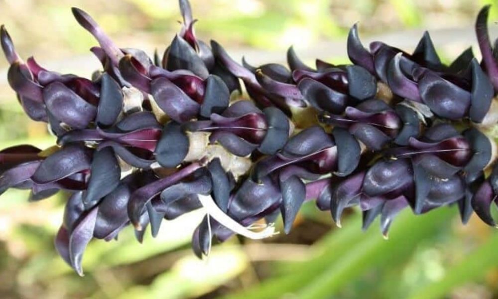 Do NOT Add Velvet Bean to Your Skincare Routine!