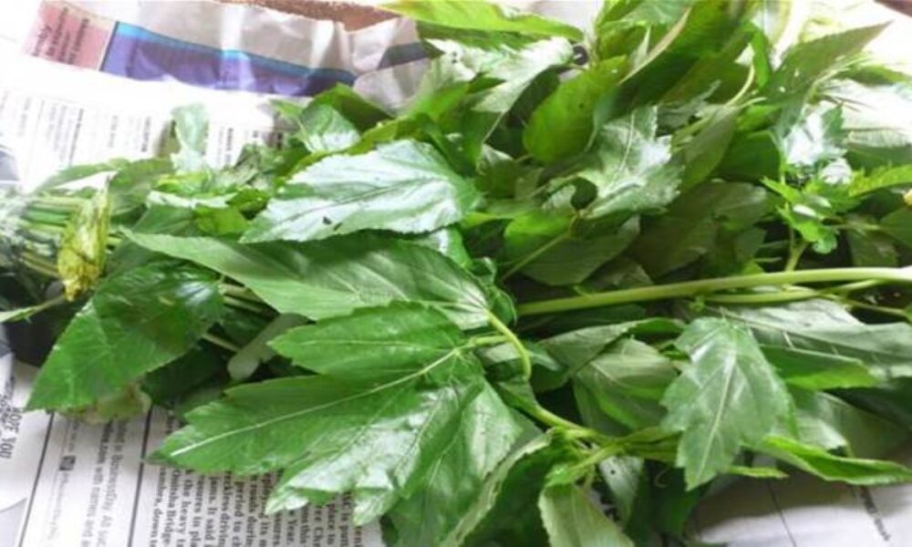 Ewedu as a ‘one-size-fits-all’ herbal remedy 1 Ewedu as a ‘one-size-fits-all’ herbal remedy