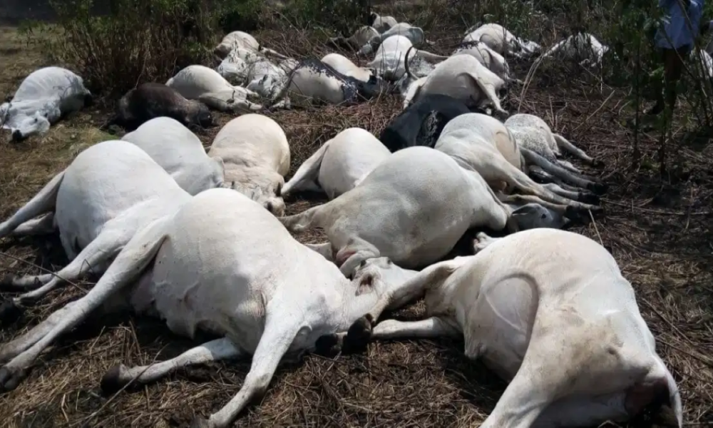 Old picture used to depict recent poisoning of cows in Ondo