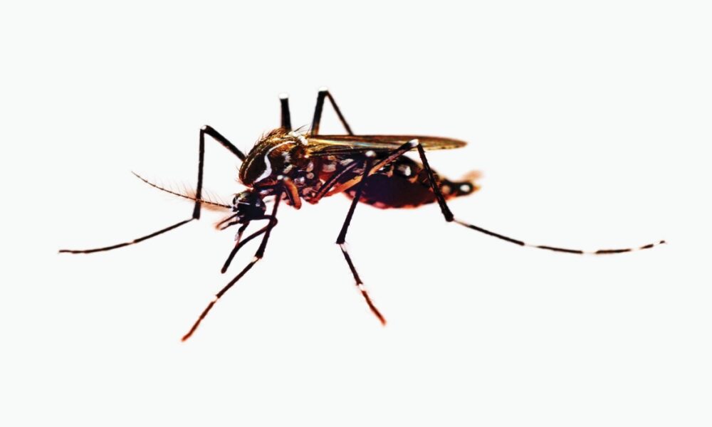 SATIRE: Mosquitoes Inoculated With Viagra Have Not Escaped From Wuhan Laboratory. 1 SATIRE: Mosquitoes Inoculated With Viagra Have Not Escaped From Wuhan Laboratory.