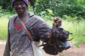 Are bushmeat safe, uncontaminated as many believe? 6 Are bushmeat safe, uncontaminated as many believe?