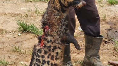 Is African civet endangered as claimed by social media users?