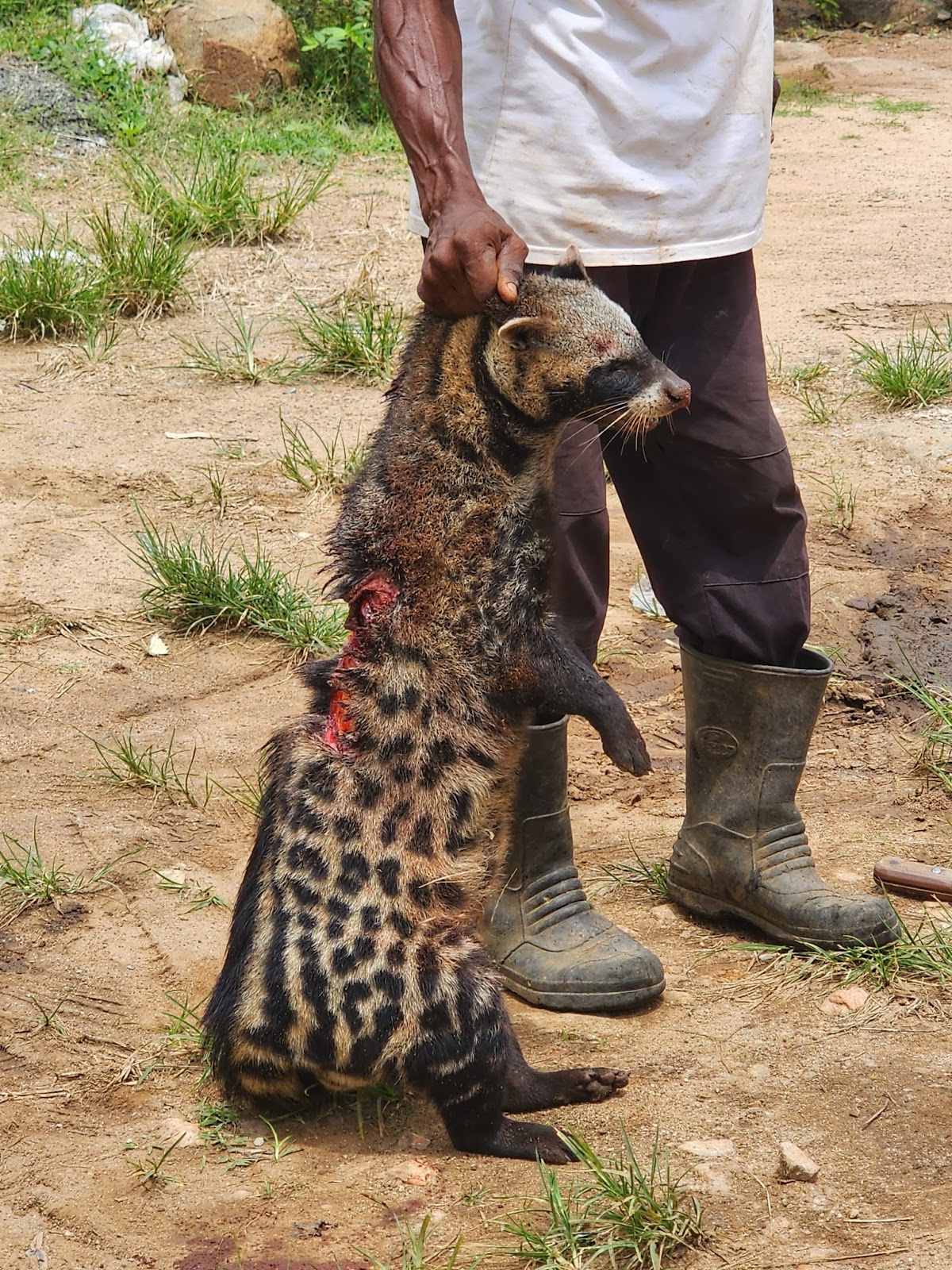 Is African civet endangered as claimed by social media users?