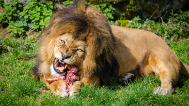 Viral video of lion feasting in South African store, AI-generated