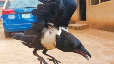 Is there spiritual undertone to Crows’ behaviours? Here is all you need to know
