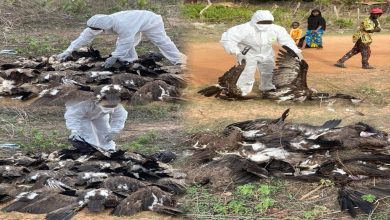 Understanding recent mass killings of hooded vultures in Gambia and a violation of wildlife laws 