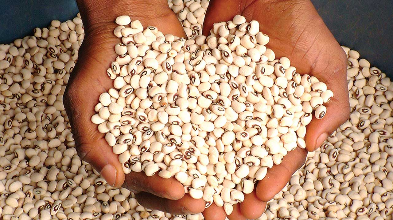 Video showing Northern Nigerian farmers preserving beans with cement, misleading