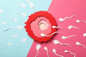 Sperm quality affects fertility and miscarriage risk, not women’s appearance during pregnancy